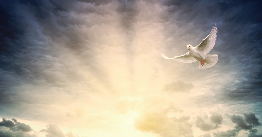 Individual Coaching Program - The Light Path (3 months)